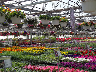 Good Harvest Farms Greenhouse