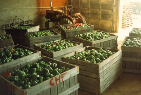 A load of peppers ready for the cannery.