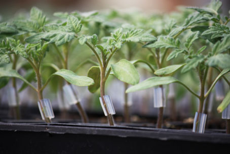 Grafting tomatoes for better disease resistance without using chemicals.
