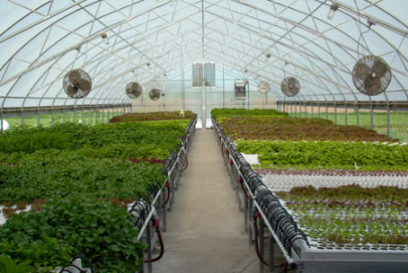 Hydroponic vegetables grown fresh year round for your favorite salads.