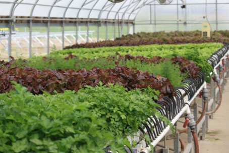 Hydroponic vegetables grown fresh year round for your favorite salads.