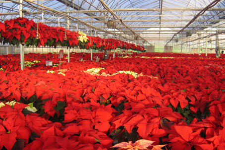 Another crop of poinsettias for your Christmas decorating.