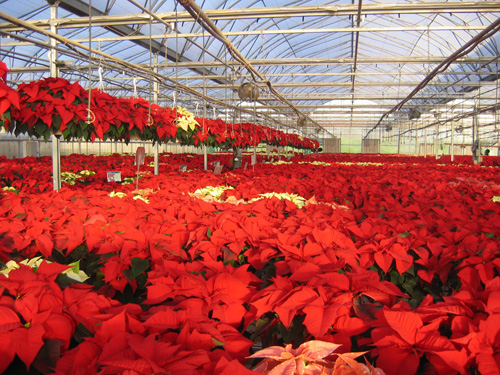 Good Harvest Farms Greenhouse