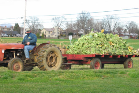 A fresh load of Brussels from our field to your Thanksgiving table.