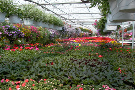 Inside our expansive greenhouse.