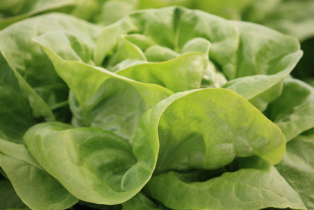 Hydroponic vegetables grown fresh year round for your favorite salads.