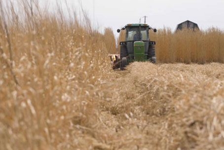 Miscanthus Grass being harvested. One acre produces the energy of 1500 gallons of oil and absorbs more carbon then it produces when burned as fuel.