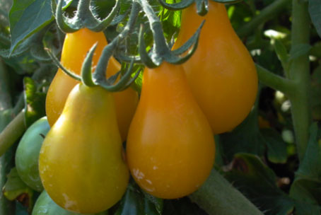 Plump and juicy yellow pear tomatoes.