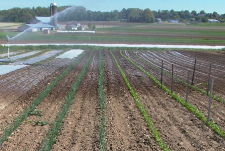 Giving a young crop of peas a drink of water.