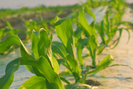 Sweet corn reaching for the sun in early spring.